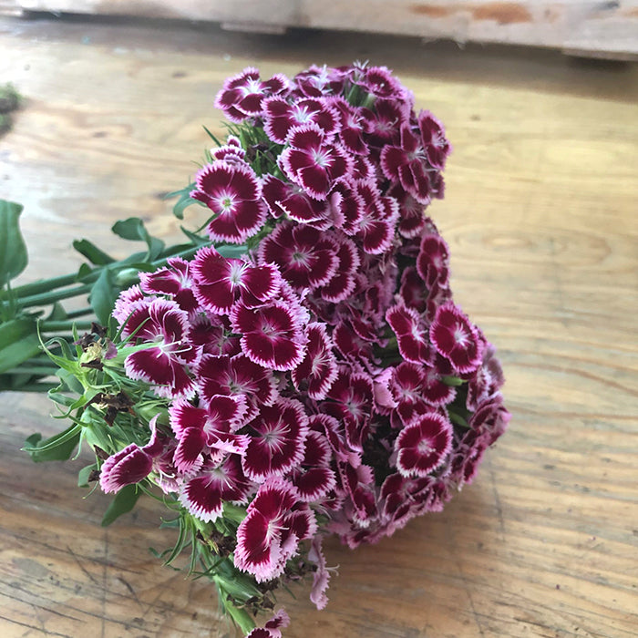 Kit de 50 semillas Flores Clavel Poeta - Ten el jardin de tus sueños, con flores hermosas 💐