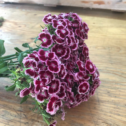 Kit de 50 semillas Flores Clavel Poeta - Ten el jardin de tus sueños, con flores hermosas 💐